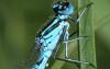 Coenagrion puella